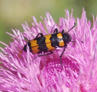 Coléo-Meloidae-Mylabris polymorpha, DSC_0810a