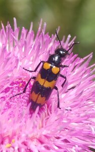 Coléo-Meloidae-Mylabris polymorpha, DSC_0812a