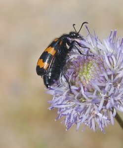 Coléo-Meloidae-Mylabris polymorpha, DSC_0963a