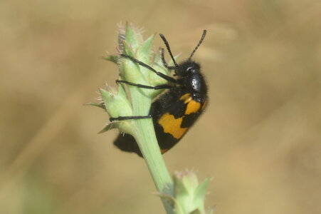 Coléo-Meloidae-Mylabris polymorpha, DSC_1003