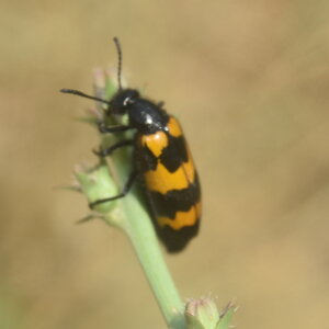 Coléo-Meloidae-Mylabris polymorpha, DSC_1004