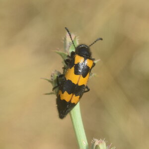 Coléo-Meloidae-Mylabris polymorpha, DSC_1006
