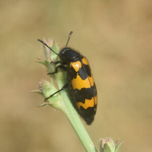 Coléo-Meloidae-Mylabris polymorpha, DSC_1008