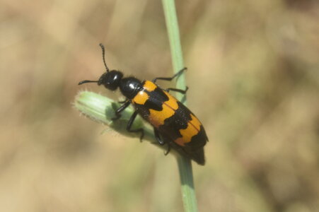 Coléo-Meloidae-Mylabris polymorpha, DSC_1009