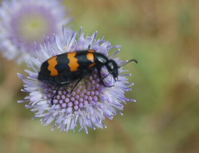 Coléo-Meloidae-Mylabris polymorpha, DSC_1047a