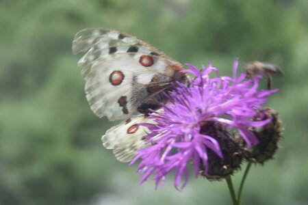 Papilionidae-Parnassiinae-Parnassius apollo-Colmars-les-Alpes, DSC_0056  2 