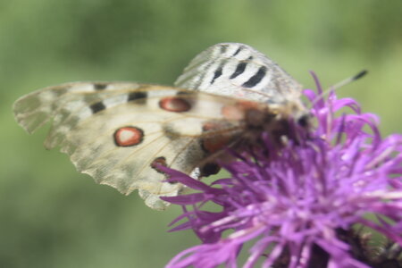 Papilionidae-Parnassiinae-Parnassius apollo-Colmars-les-Alpes, DSC_0063