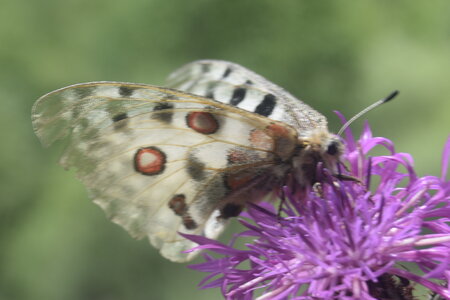 Papilionidae-Parnassiinae-Parnassius apollo-Colmars-les-Alpes, DSC_0064