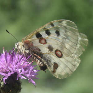 Papilionidae-Parnassiinae-Parnassius apollo-Colmars-les-Alpes, DSC_0066 - Copie