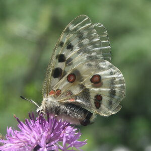 Papilionidae-Parnassiinae-Parnassius apollo-Colmars-les-Alpes, DSC_0073 - Copie