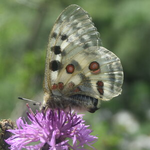 Papilionidae-Parnassiinae-Parnassius apollo-Colmars-les-Alpes, DSC_0074 - Copie