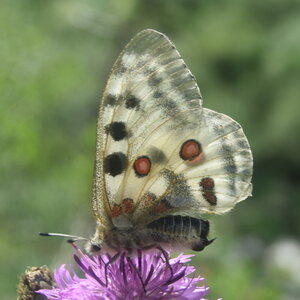 Papilionidae-Parnassiinae-Parnassius apollo-Colmars-les-Alpes, DSC_0076 - Copie