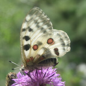 Papilionidae-Parnassiinae-Parnassius apollo-Colmars-les-Alpes, DSC_0077