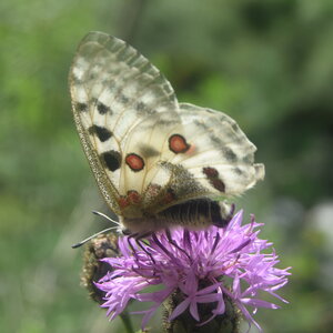 Papilionidae-Parnassiinae-Parnassius apollo-Colmars-les-Alpes, DSC_0078