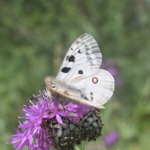 Papilionidae-Parnassiinae-Parnassius apollo-Colmars-les-Alpes, DSC_0085 - Copie