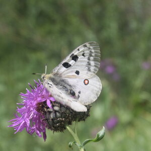 Papilionidae-Parnassiinae-Parnassius apollo-Colmars-les-Alpes, DSC_0086