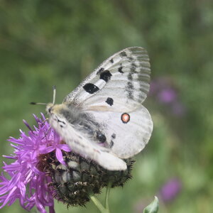 Papilionidae-Parnassiinae-Parnassius apollo-Colmars-les-Alpes, DSC_0088 - Copie