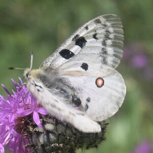 Papilionidae-Parnassiinae-Parnassius apollo-Colmars-les-Alpes, DSC_0100
