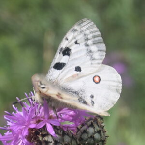 Papilionidae-Parnassiinae-Parnassius apollo-Colmars-les-Alpes, DSC_0102