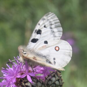 Papilionidae-Parnassiinae-Parnassius apollo-Colmars-les-Alpes, DSC_0104