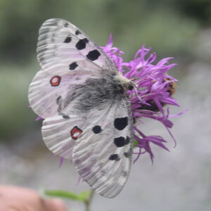 Papilionidae-Parnassiinae-Parnassius apollo-Colmars-les-Alpes, DSC_0129 - Copie