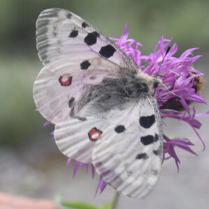 Papilionidae-Parnassiinae-Parnassius apollo-Colmars-les-Alpes, DSC_0131  2  - Copie