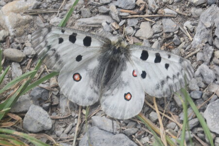 Papilionidae-Parnassiinae-Parnassius apollo-Colmars-les-Alpes, DSC_0132 - Copie