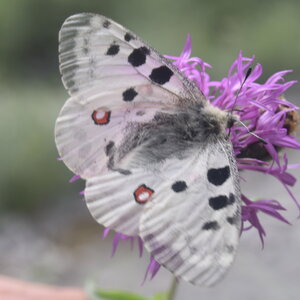 Papilionidae-Parnassiinae-Parnassius apollo-Colmars-les-Alpes, DSC_0132  2  - Copie