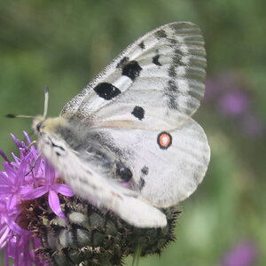 Papilionidae-Parnassiinae-Parnassius apollo-Colmars-les-Alpes, DSC_0167