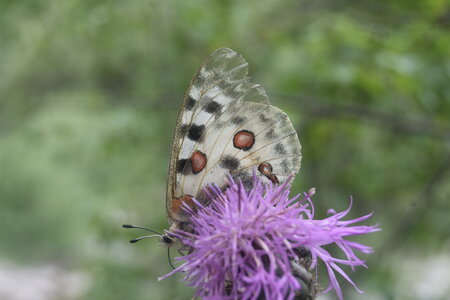 Papilionidae-Parnassiinae-Parnassius apollo-Colmars-les-Alpes, DSC_0299