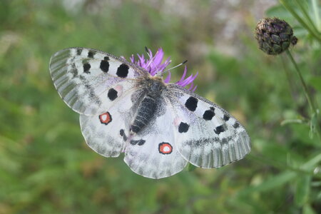 Papilionidae-Parnassiinae-Parnassius apollo-Colmars-les-Alpes, DSC_0303  2 
