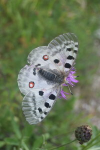 Papilionidae-Parnassiinae-Parnassius apollo-Colmars-les-Alpes, DSC_0304  2 