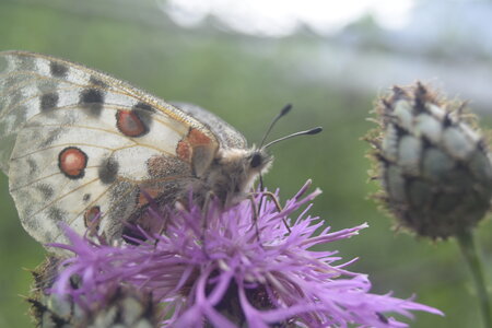Papilionidae-Parnassiinae-Parnassius apollo-Colmars-les-Alpes, DSC_0304
