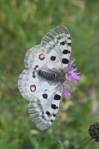 Papilionidae-Parnassiinae-Parnassius apollo-Colmars-les-Alpes, DSC_0310  2 