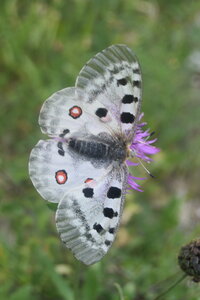 Papilionidae-Parnassiinae-Parnassius apollo-Colmars-les-Alpes, DSC_0311  2 