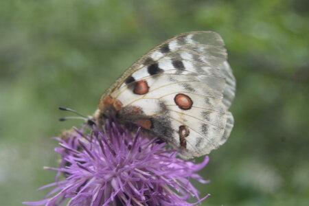 Papilionidae-Parnassiinae-Parnassius apollo-Colmars-les-Alpes, DSC_0314