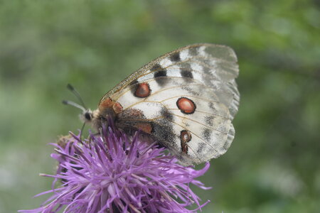Papilionidae-Parnassiinae-Parnassius apollo-Colmars-les-Alpes, DSC_0315