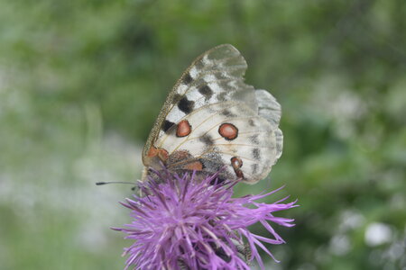 Papilionidae-Parnassiinae-Parnassius apollo-Colmars-les-Alpes, DSC_0317