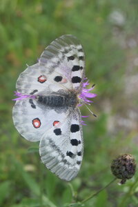 Papilionidae-Parnassiinae-Parnassius apollo-Colmars-les-Alpes, DSC_0319  2 