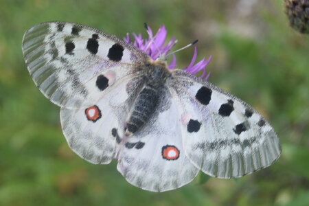 Papilionidae-Parnassiinae-Parnassius apollo-Colmars-les-Alpes, DSC_0353  2 