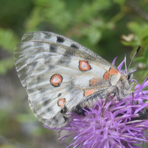 Papilionidae-Parnassiinae-Parnassius apollo-Colmars-les-Alpes, DSC_0354  2 