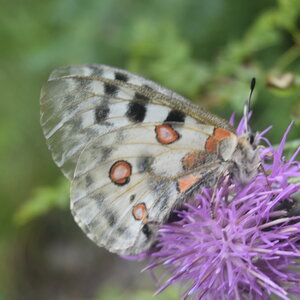 Papilionidae-Parnassiinae-Parnassius apollo-Colmars-les-Alpes, DSC_0356