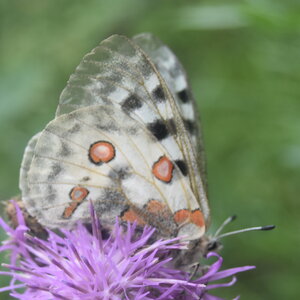 Papilionidae-Parnassiinae-Parnassius apollo-Colmars-les-Alpes, DSC_0363