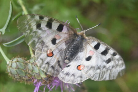 Papilionidae-Parnassiinae-Parnassius apollo-Colmars-les-Alpes, DSC_0365