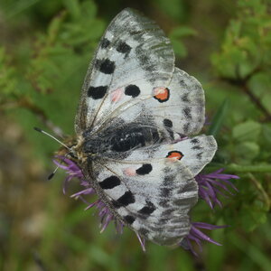Papilionidae-Parnassiinae-Parnassius apollo-Colmars-les-Alpes, DSC_0376  2 