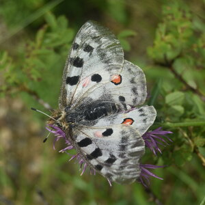 Papilionidae-Parnassiinae-Parnassius apollo-Colmars-les-Alpes, DSC_0380