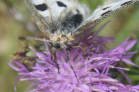 Papilionidae-Parnassiinae-Parnassius apollo-Colmars-les-Alpes, DSC_0381