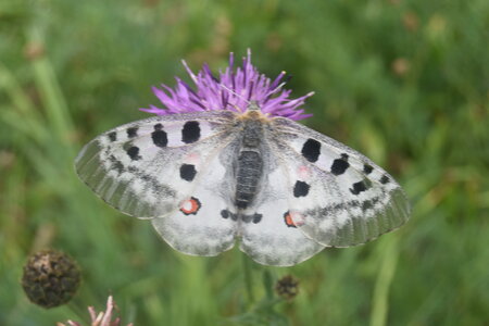 Papilionidae-Parnassiinae-Parnassius apollo-Colmars-les-Alpes, DSC_0401