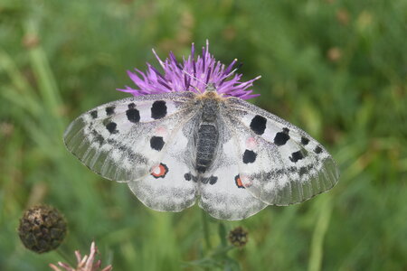Papilionidae-Parnassiinae-Parnassius apollo-Colmars-les-Alpes, DSC_0403