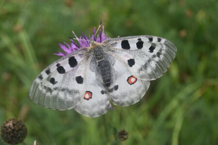 Papilionidae-Parnassiinae-Parnassius apollo-Colmars-les-Alpes, DSC_0408
